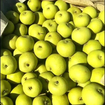 酸梨
