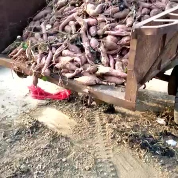红薯