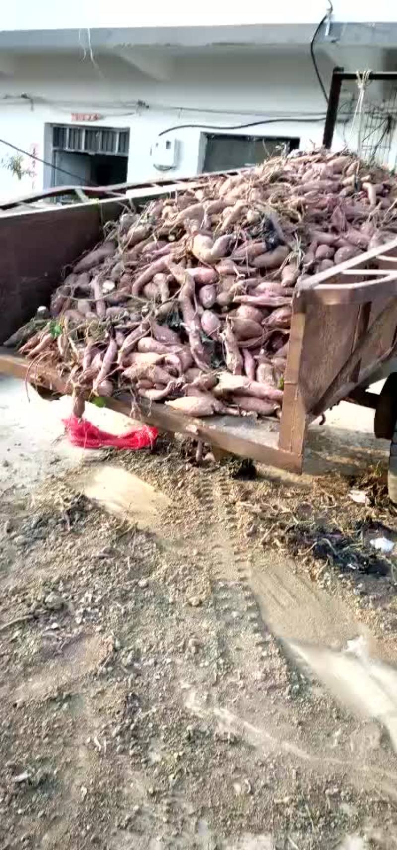 红薯