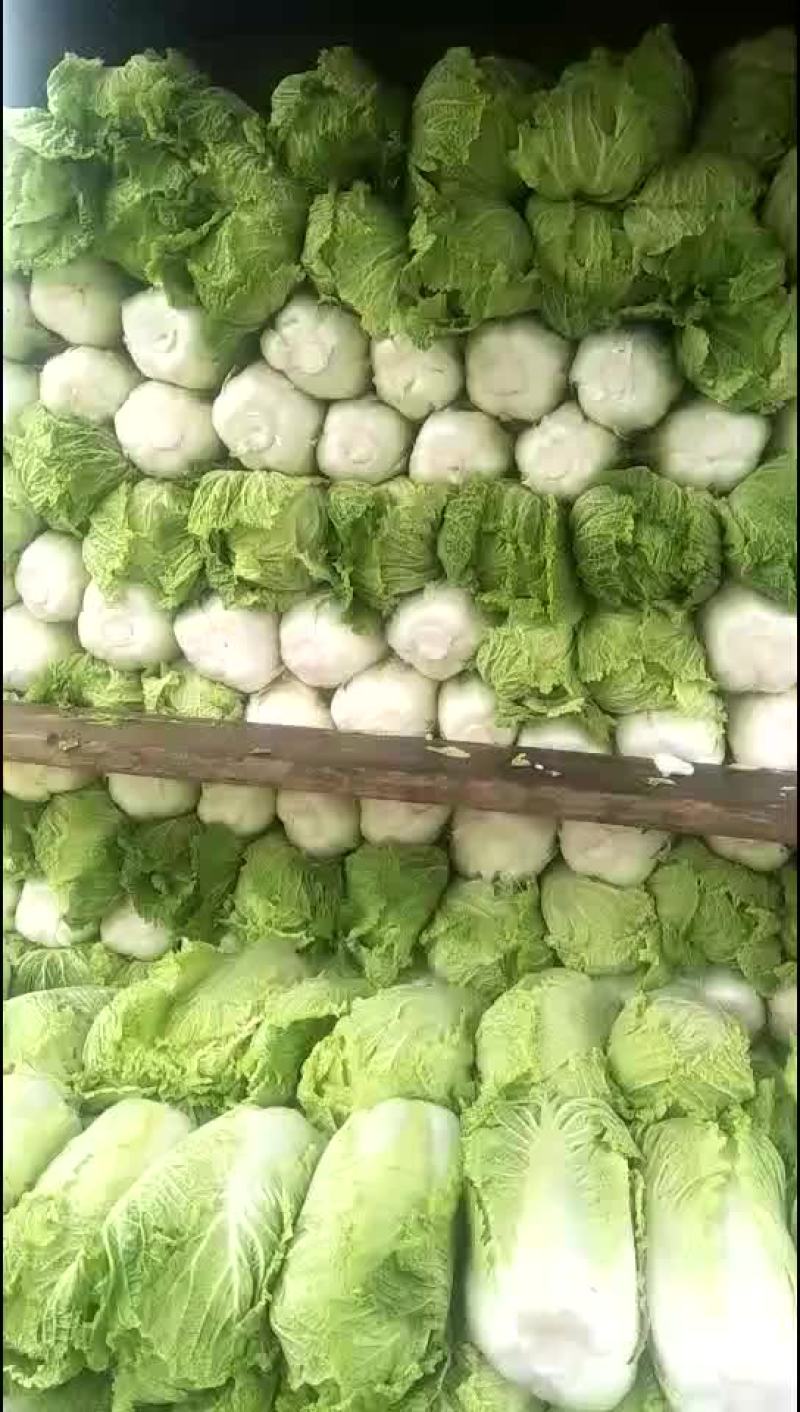 杠二白菜