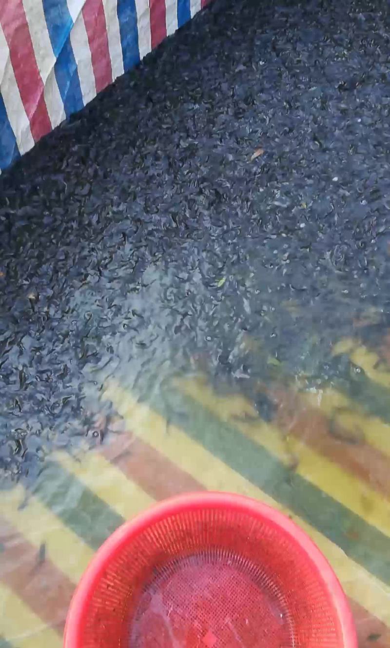 士塘虱苗