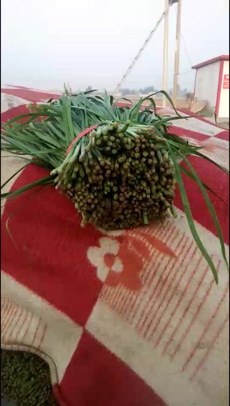 韭菜