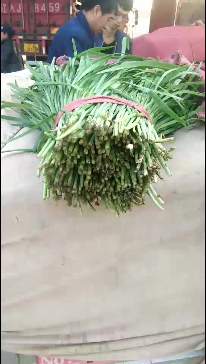 韭菜