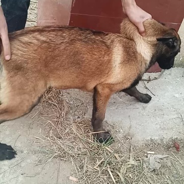 精品马犬