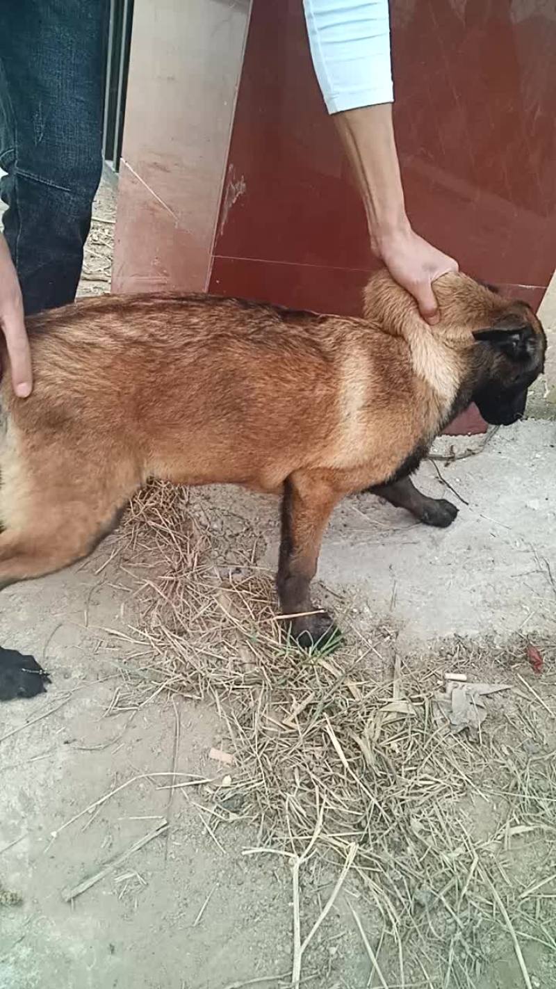 精品马犬
