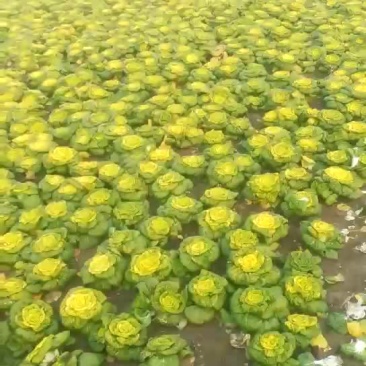 黄心菜