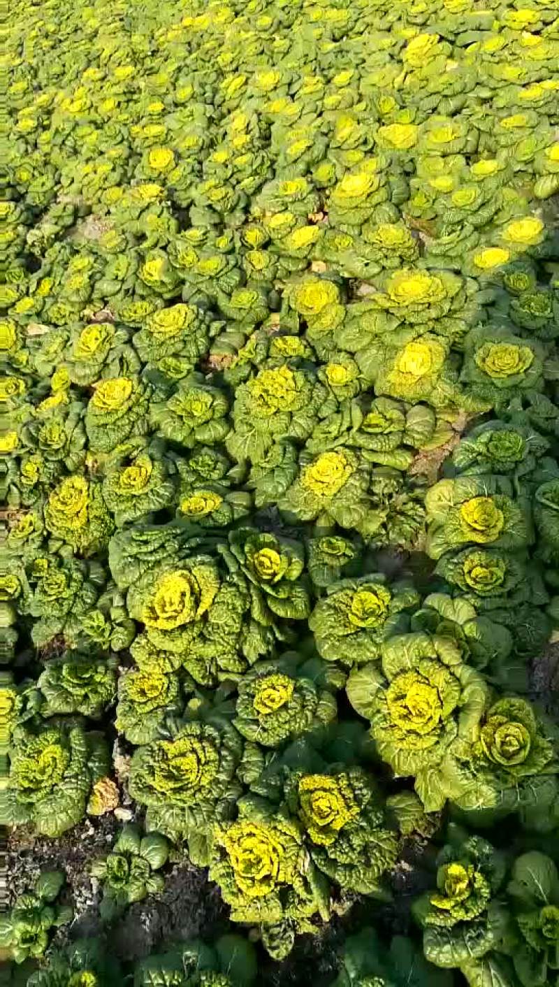 黄心菜