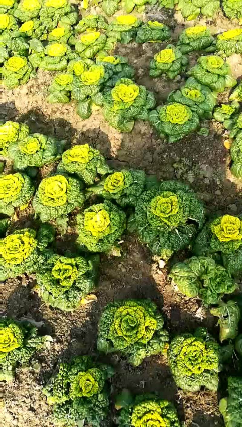 黄心菜