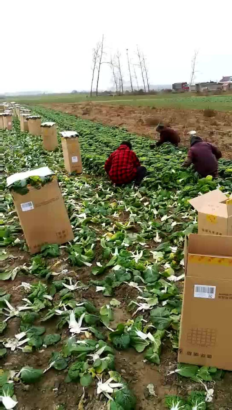 黄心菜