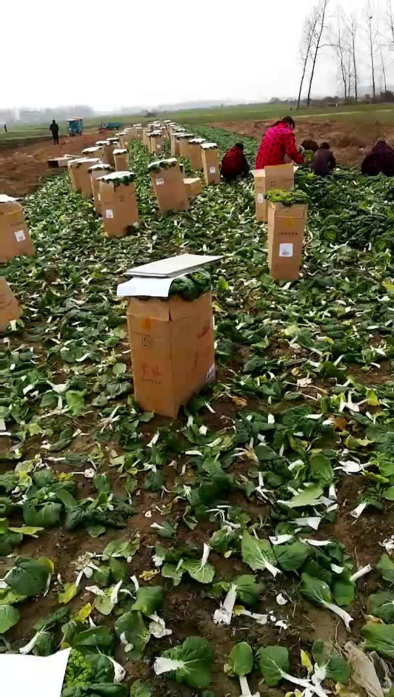 黄心菜
