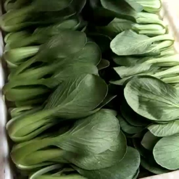 精品上海青，实力供应，货源充足