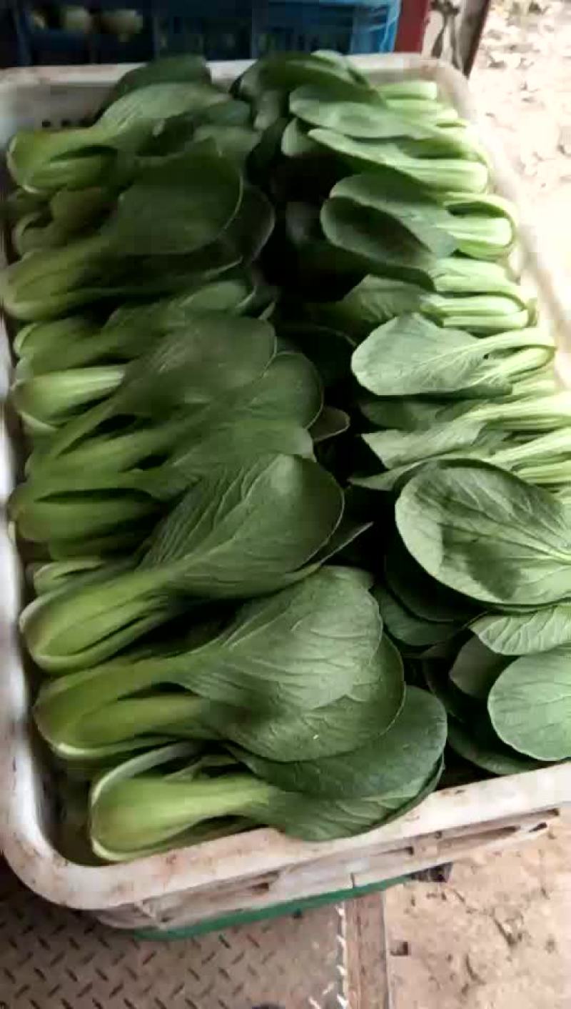 精品上海青，实力供应，货源充足