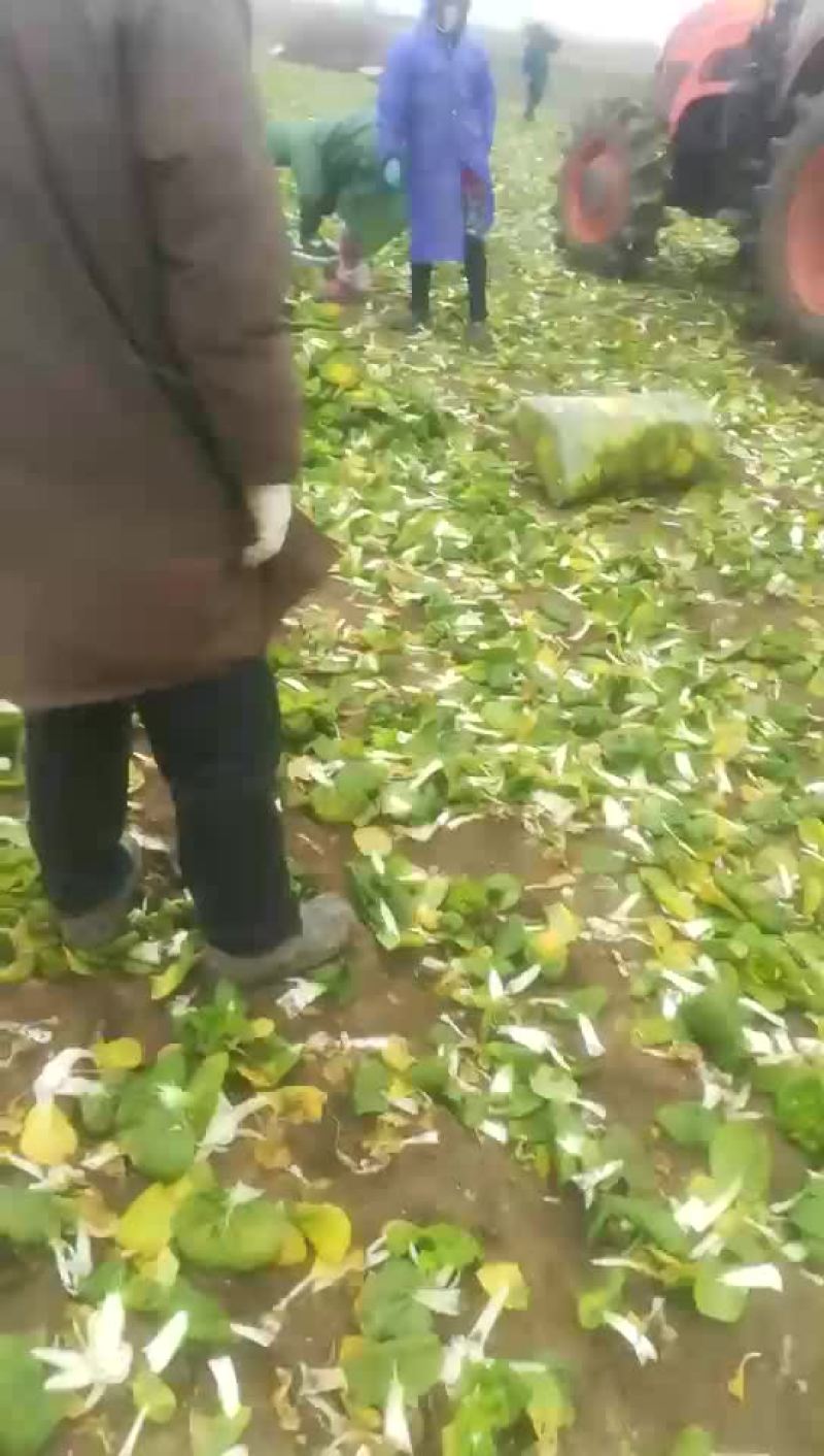 黄心乌