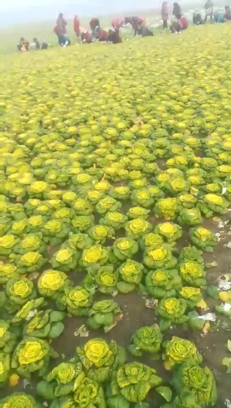 黄心乌