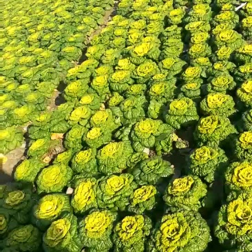 黄心乌