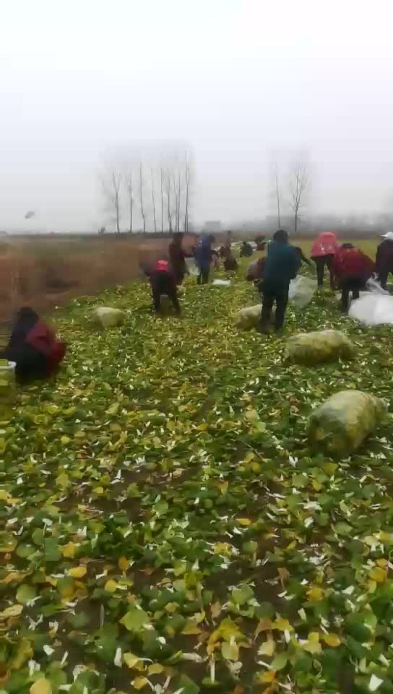 黄心乌