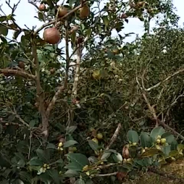 油茶果
