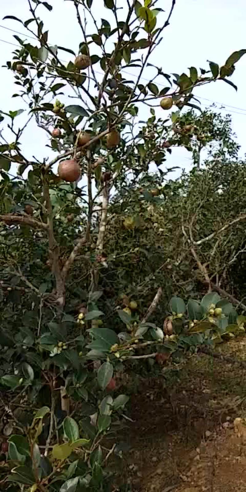 油茶果