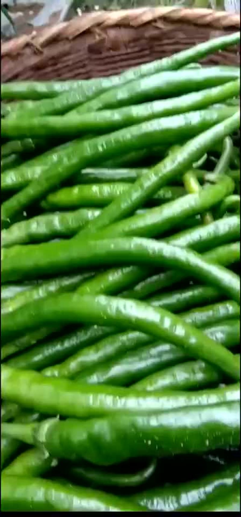 云南保山蔬菜