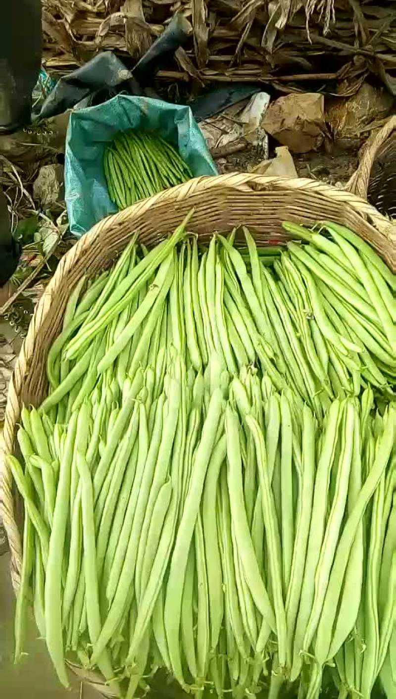 云南保山蔬菜