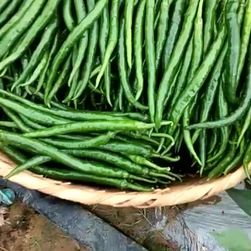 云南保山蔬菜