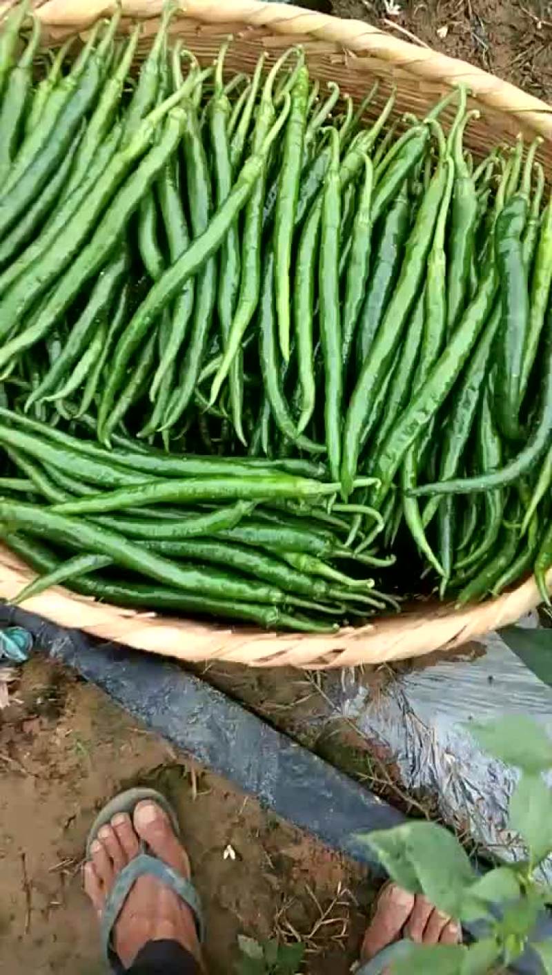 云南保山蔬菜