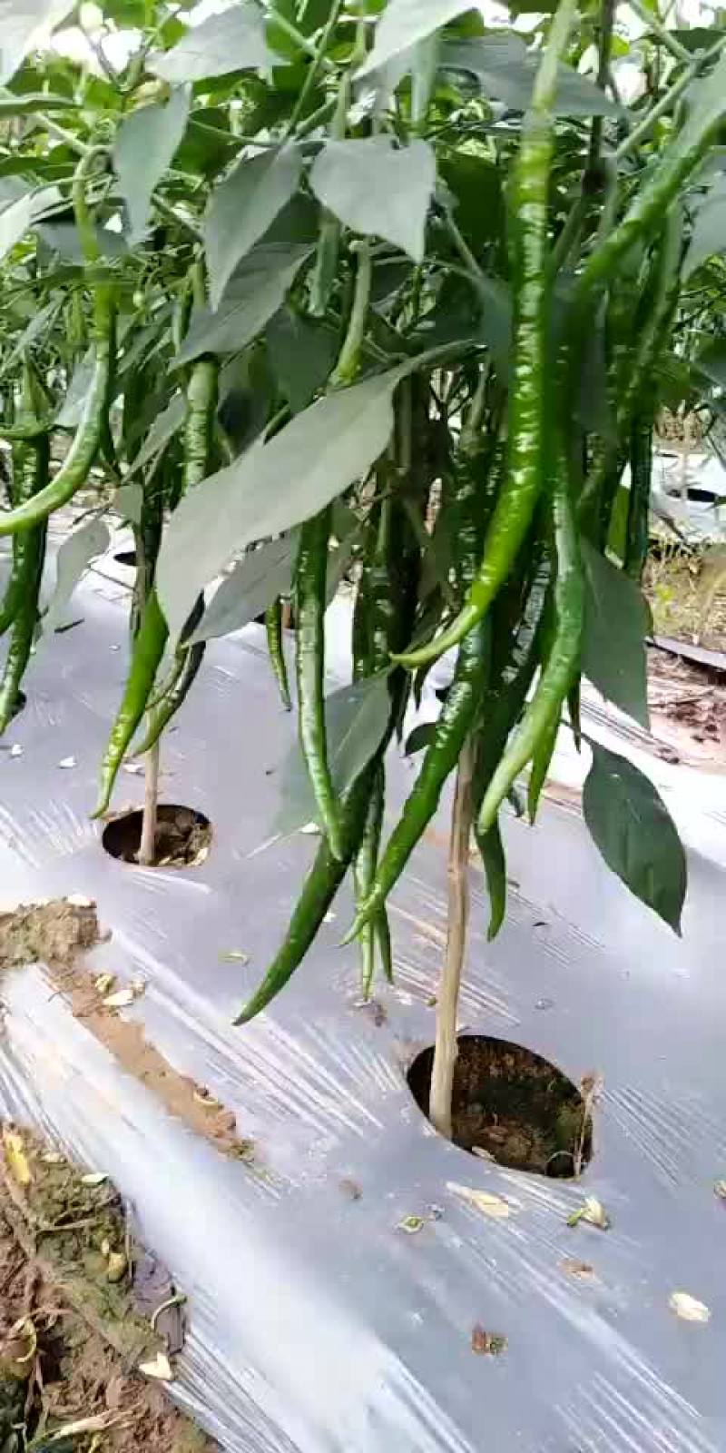 云南保山蔬菜