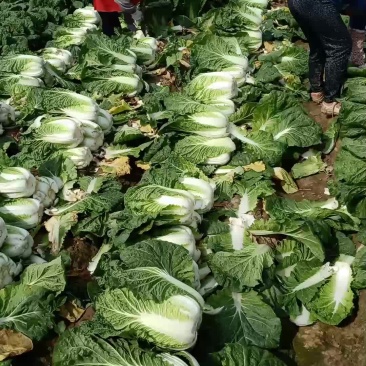 小包大量供货
