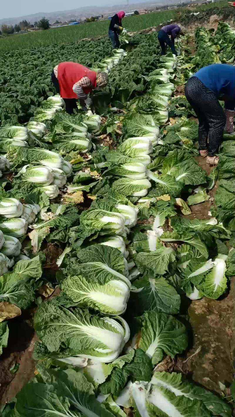 小包大量供货