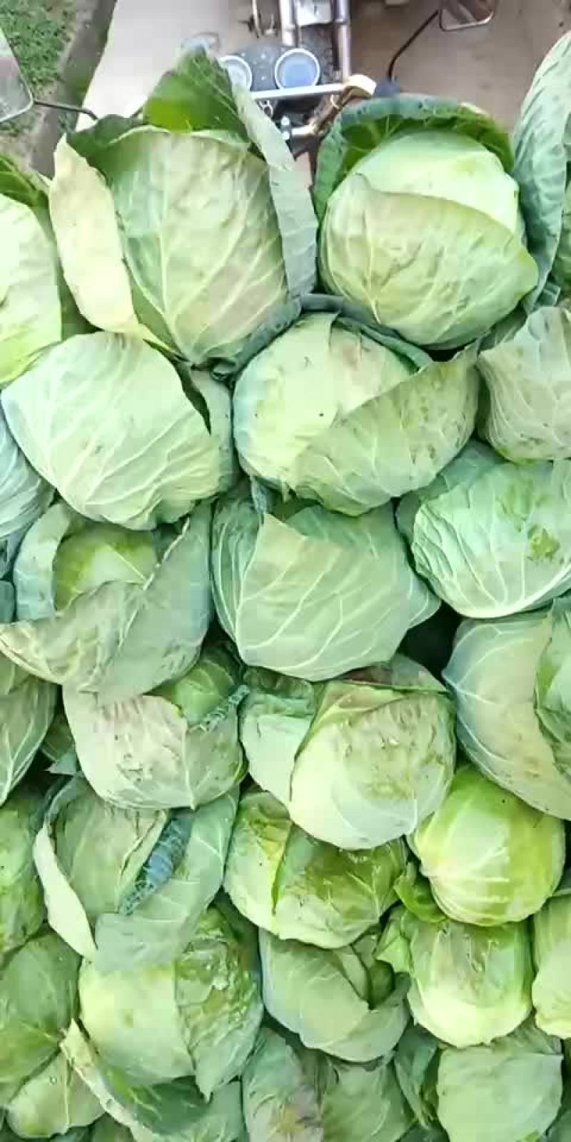 甘蓝