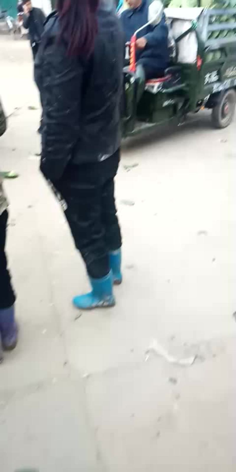 甘蓝