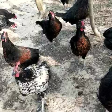 林下散养绿壳蛋鸡成鸡三斤左右