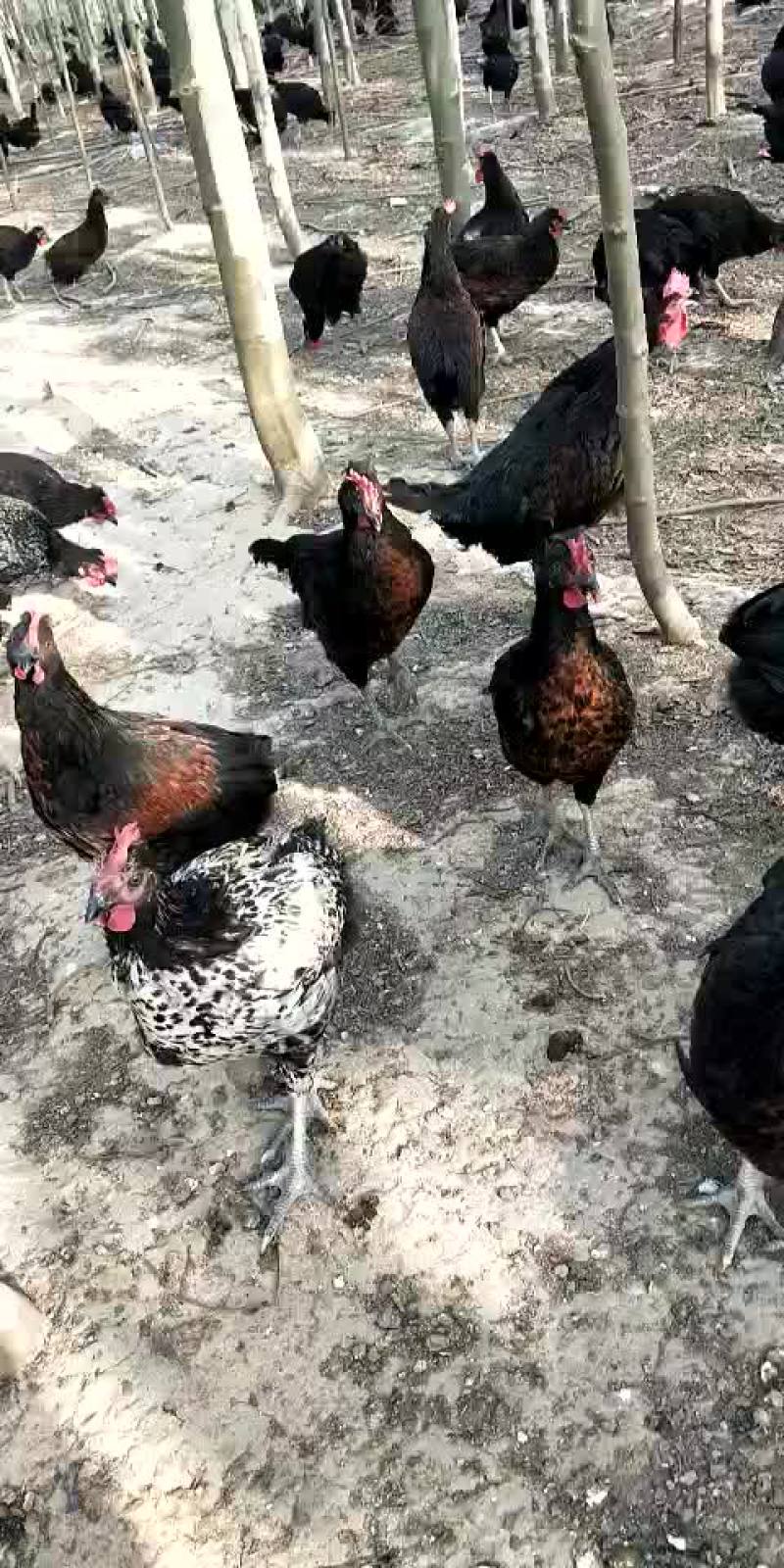 林下散养绿壳蛋鸡成鸡三斤左右