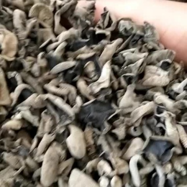 黑山秋耳