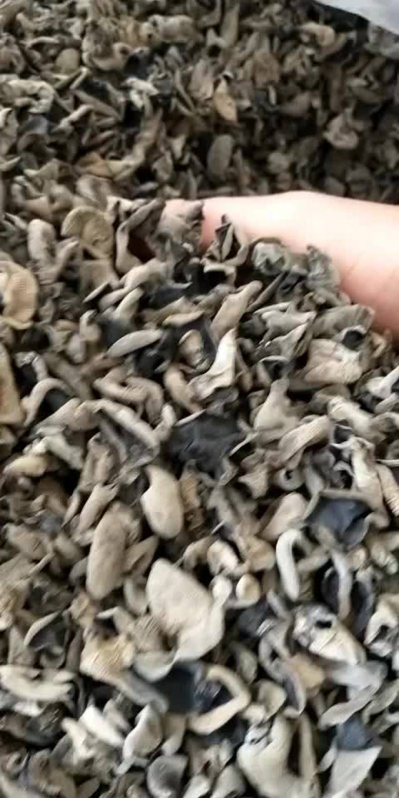 黑山秋耳