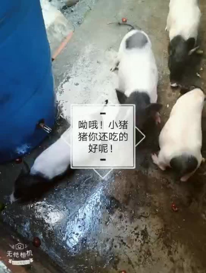 巴马香猪