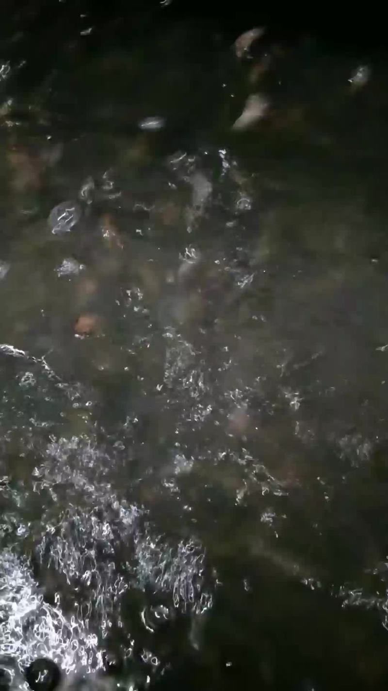 瘦身版台湾泥鳅质量好，一斤60尾左右