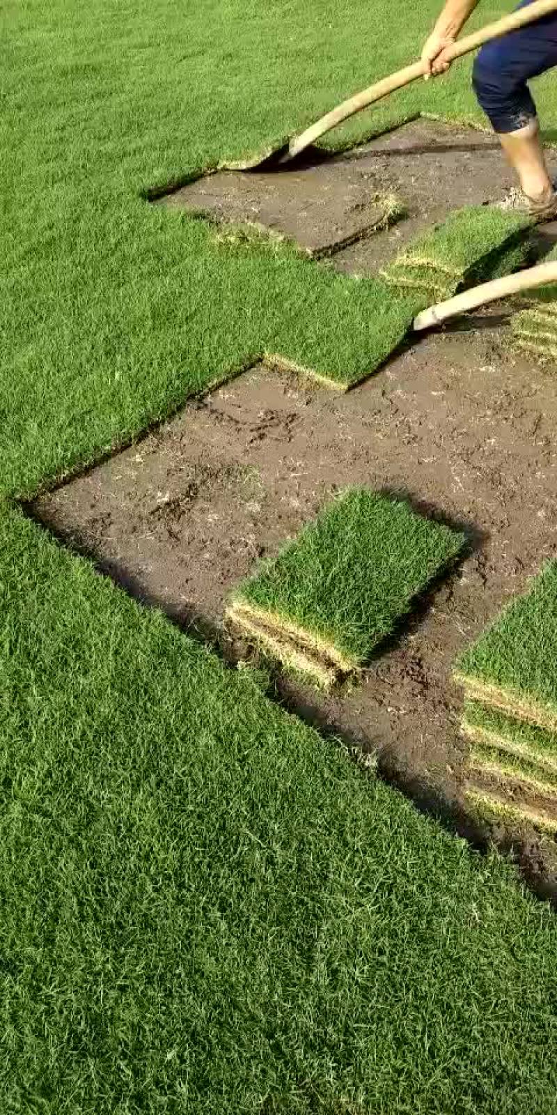 百慕大草