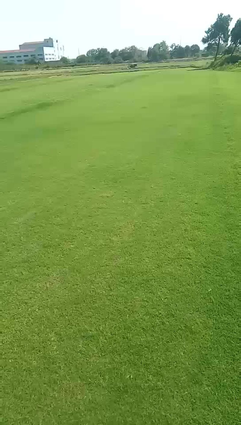 百慕大草