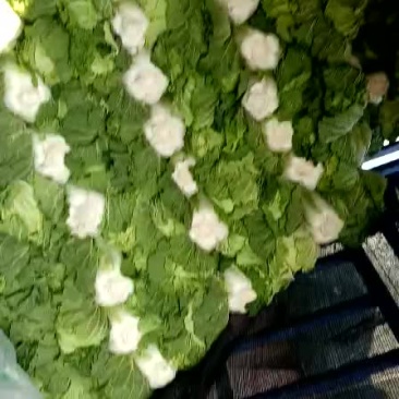 黄心白菜，产地直销，专供超市，