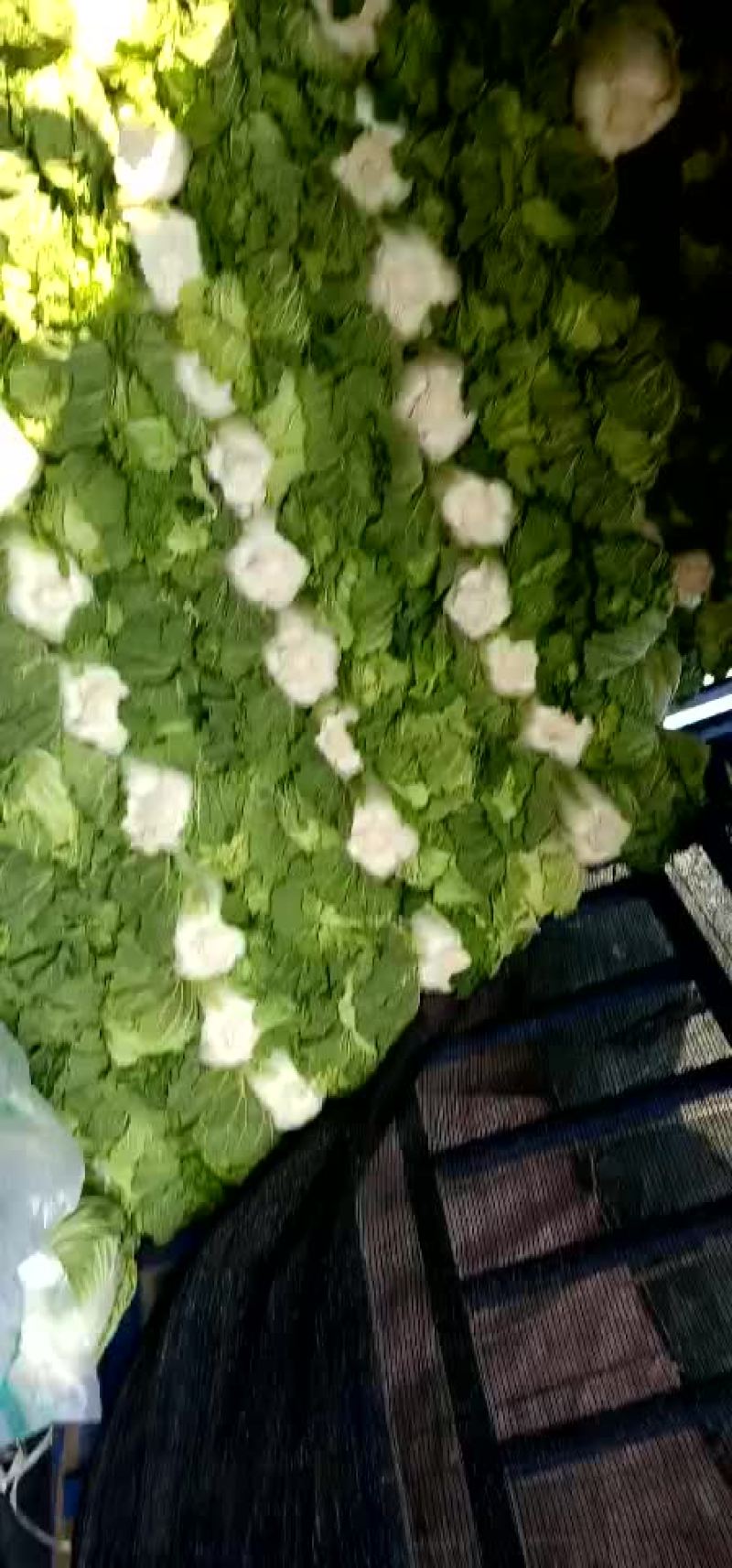 黄心白菜，产地直销，专供超市，