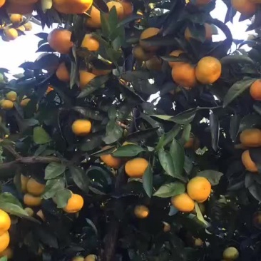 早熟蜜桔