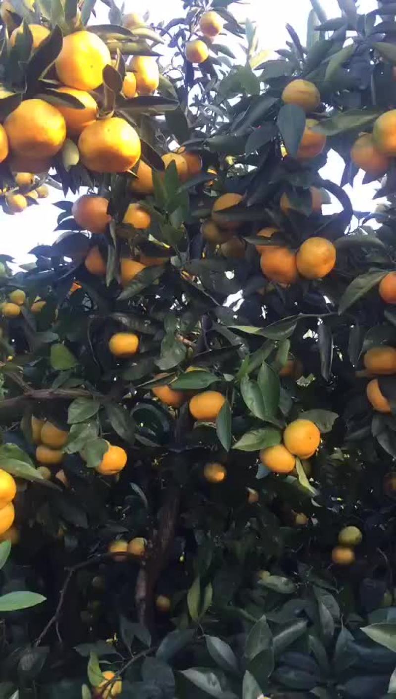 早熟蜜桔