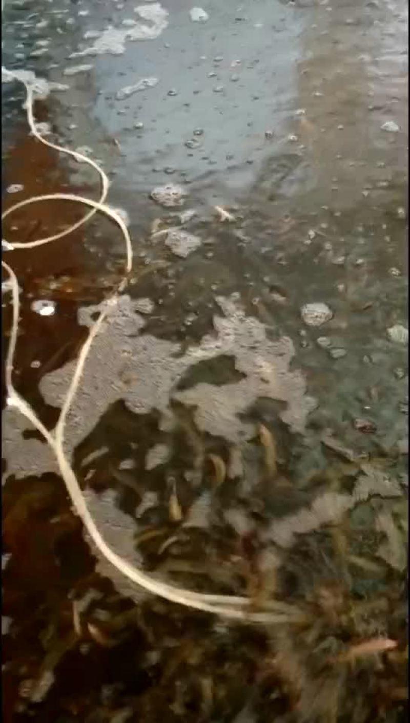 泥鳅，台湾泥鳅
