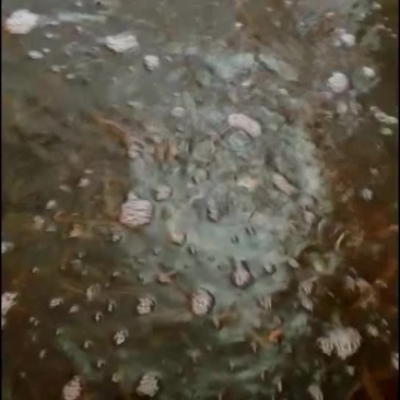泥鳅，台湾泥鳅
