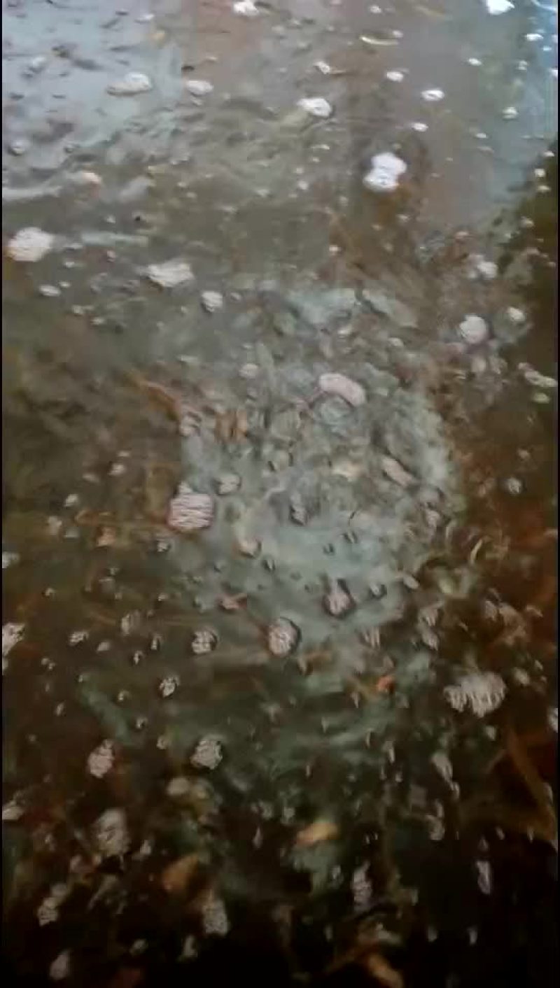 泥鳅，台湾泥鳅