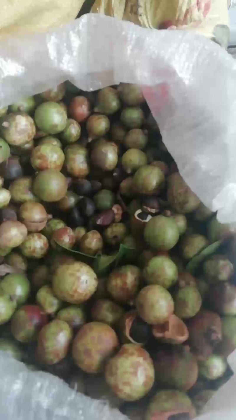 山茶籽苞大量供应