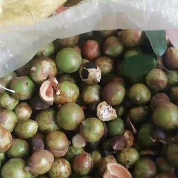 山茶籽苞