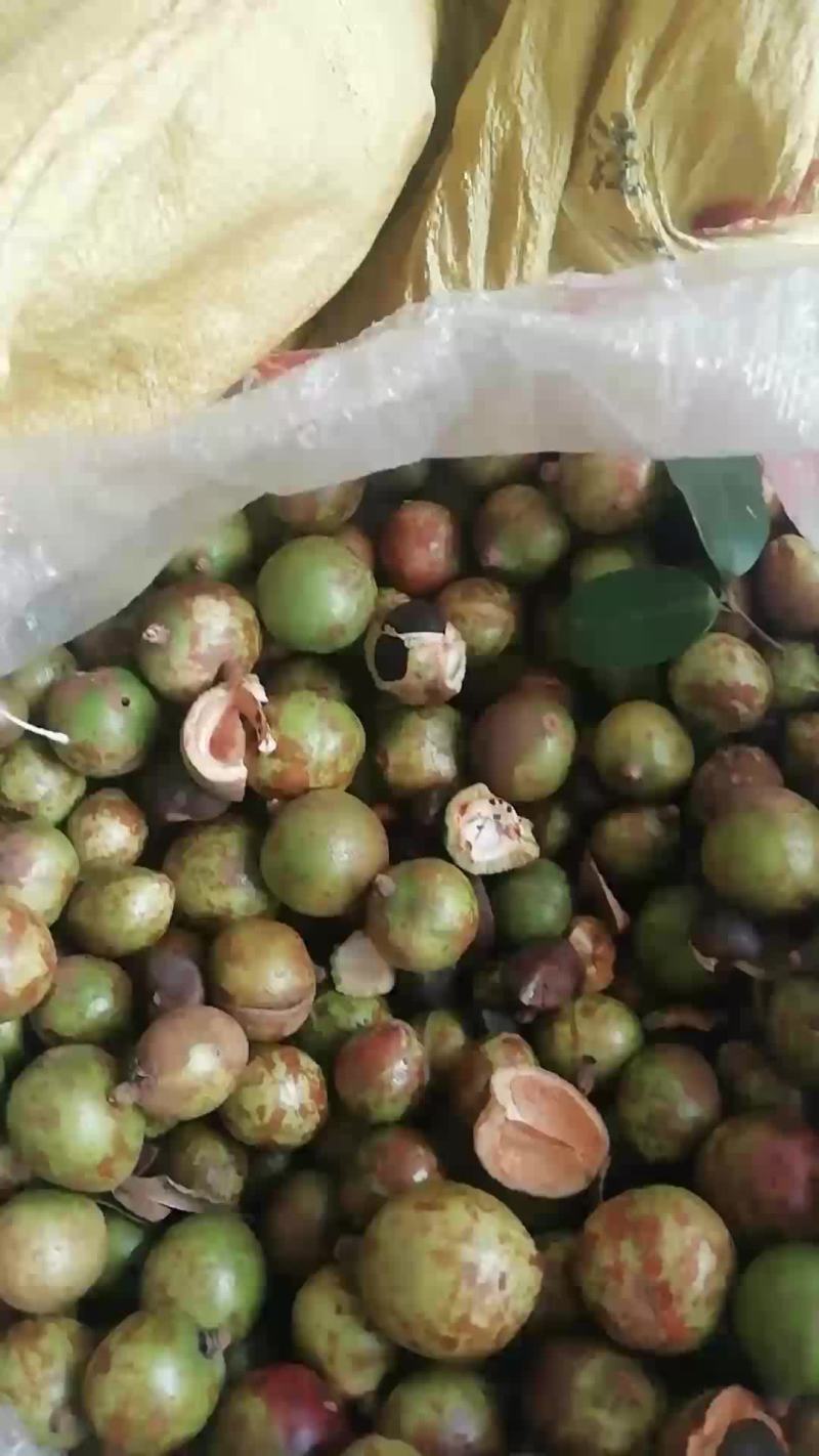 山茶籽苞