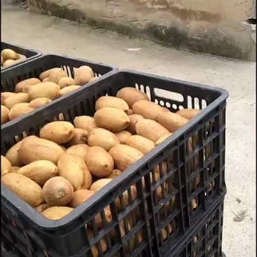 米良一号猕猴桃